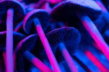 Sinema Eyes Psychedelic Shift Under Trump