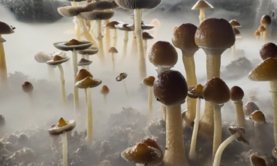 Bipartisan Bill Unlocks Psychedelics for Critical Patients