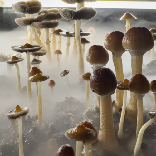 Bipartisan Bill Unlocks Psychedelics for Critical Patients