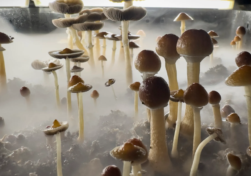 Bipartisan Bill Unlocks Psychedelics for Critical Patients