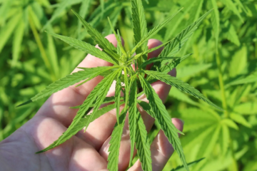 Canadians Rally Behind Pot Legalization as Support Hits New High