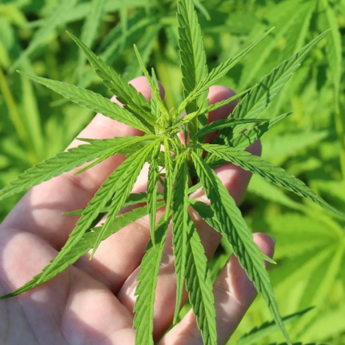 Canadians Rally Behind Pot Legalization as Support Hits New High