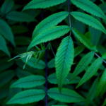 New York Cannabis Sales Smash $2.5B Milestone