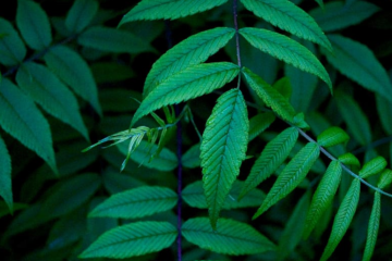 New York Cannabis Sales Smash $2.5B Milestone