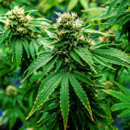 New Review Reveals CBD’s Power to Fight Cancer Tumors