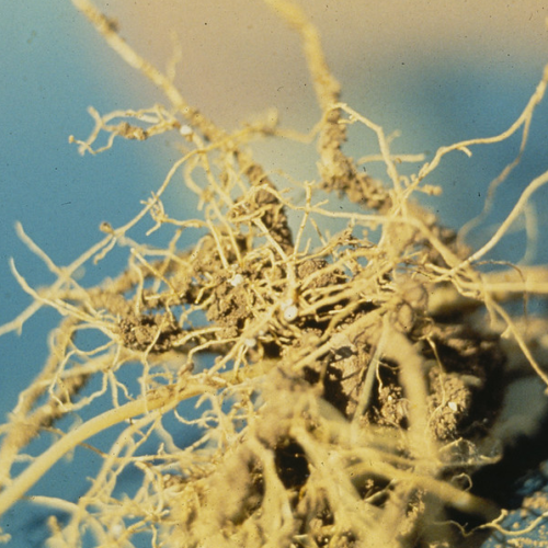 USDA Study Unveils Hemp Roots’ Cancer-Fighting Power