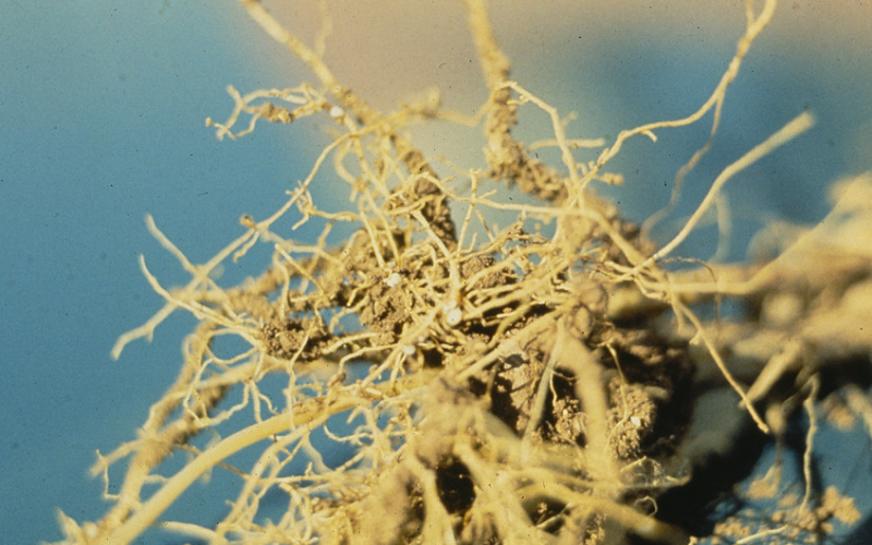 USDA Study Unveils Hemp Roots’ Cancer-Fighting Power