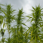 Virginia Pushes for Legal Weed Sales in Bold New Bill