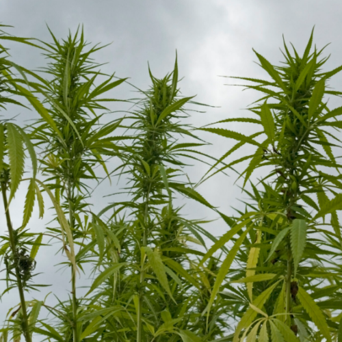 Virginia Pushes for Legal Weed Sales in Bold New Bill