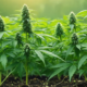 Indiana Pushes for Marijuana Legalization with New Bill