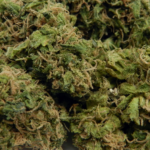 Florida Slashes Medical Marijuana Card Fees for Veterans