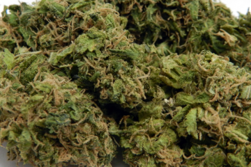 Florida Slashes Medical Marijuana Card Fees for Veterans