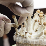 New Jersey Greenlights Psilocybin Therapy Pilot with $6M Push