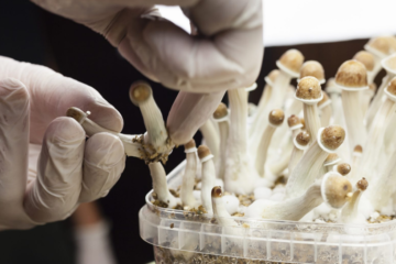 New Jersey Greenlights Psilocybin Therapy Pilot with $6M Push