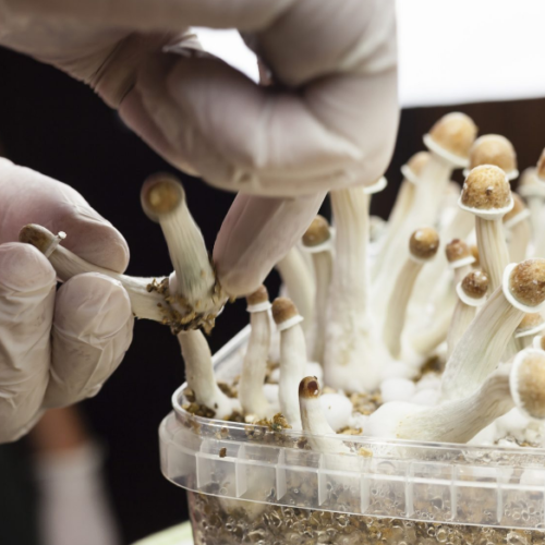 New Jersey Greenlights Psilocybin Therapy Pilot with $6M Push