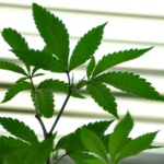 South Dakota Defeats Bid to Kill Medical Marijuana Program