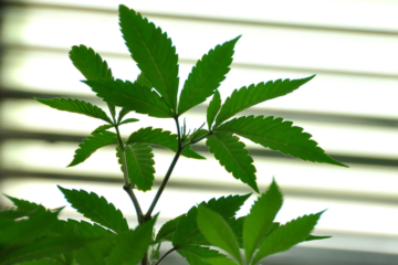 South Dakota Defeats Bid to Kill Medical Marijuana Program