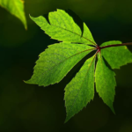 FDA Misses Key Hemp Deadline as Market Faces Ban in Months