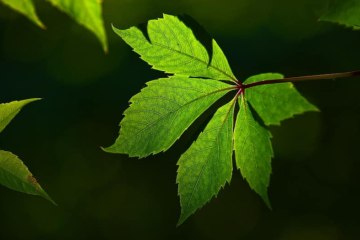 FDA Misses Key Hemp Deadline as Market Faces Ban in Months