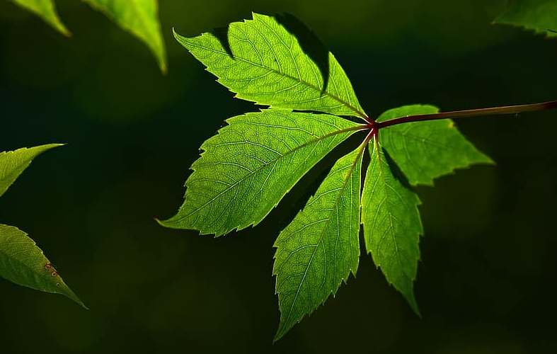 FDA Misses Key Hemp Deadline as Market Faces Ban in Months