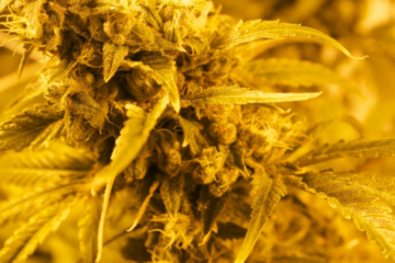 Virginia House Passes Medical Marijuana Hospitals Bill