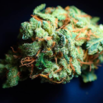 Florida Lawmakers Slash Veteran Medical Marijuana Card Fee by 80%