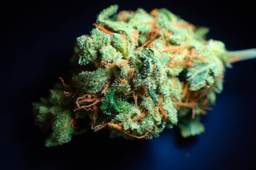 Florida Lawmakers Slash Veteran Medical Marijuana Card Fee by 80%