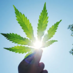 Gavin Newsom’s Rare Weed Tale Stuns Fans