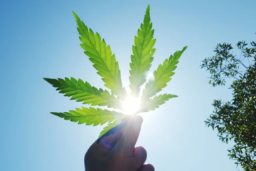 Gavin Newsom’s Rare Weed Tale Stuns Fans