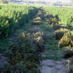 Wisconsin Governor Battles Federal Hemp THC Ban