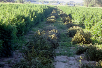 Wisconsin Governor Battles Federal Hemp THC Ban