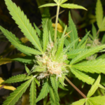 Senator Pushes for Cannabis Workers’ Federal Mortgages