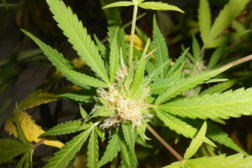 Senator Pushes for Cannabis Workers’ Federal Mortgages