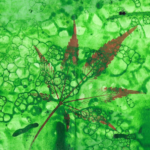 Mass. Legal Weed Wins 84% of Users as Rollback Looms