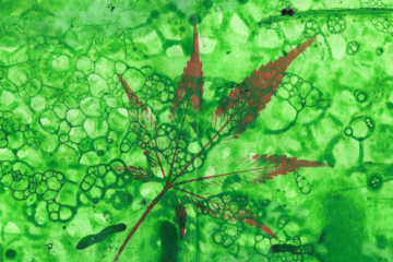 Mass. Legal Weed Wins 84% of Users as Rollback Looms