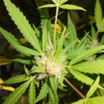 Americans Rank Marijuana Top in Moral Acceptance Poll