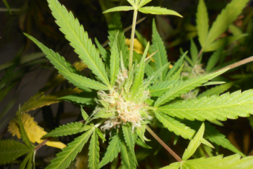 Americans Rank Marijuana Top in Moral Acceptance Poll