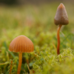 Iowa Senate Panel OKs Psilocybin for PTSD Care