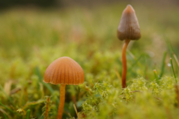 Iowa Senate Panel OKs Psilocybin for PTSD Care