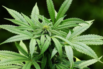 Virginia Lawmakers Defy Governor on Weed Sales Delay