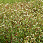 House Blocks Hemp THC Ban Amendments