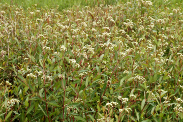 House Blocks Hemp THC Ban Amendments