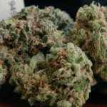 Louisiana Senate Clears Path for Hospital Medical Marijuana