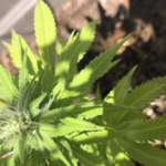 AOC Backs Trump Marijuana Shift But Demands Justice Now