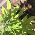 North Carolina Medical Marijuana Revival Ignites After Federal Move