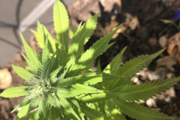 North Carolina Medical Marijuana Revival Ignites After Federal Move