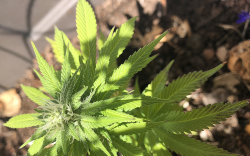 North Carolina Medical Marijuana Revival Ignites After Federal Move