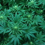 Trump Backs Cannabis Shift to Fix Old Rules