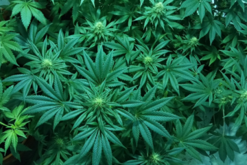 Trump Backs Cannabis Shift to Fix Old Rules