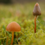 Maryland Psychedelics Task Force Extended to 2027